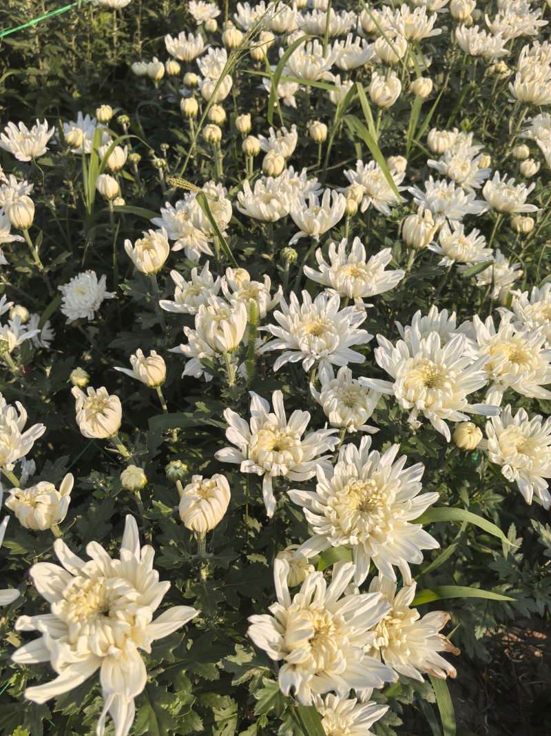 菊花