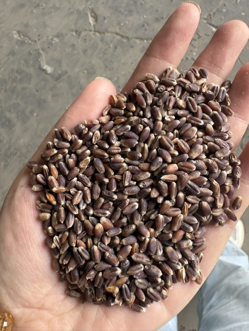 黑麦色选一级货零杂质
