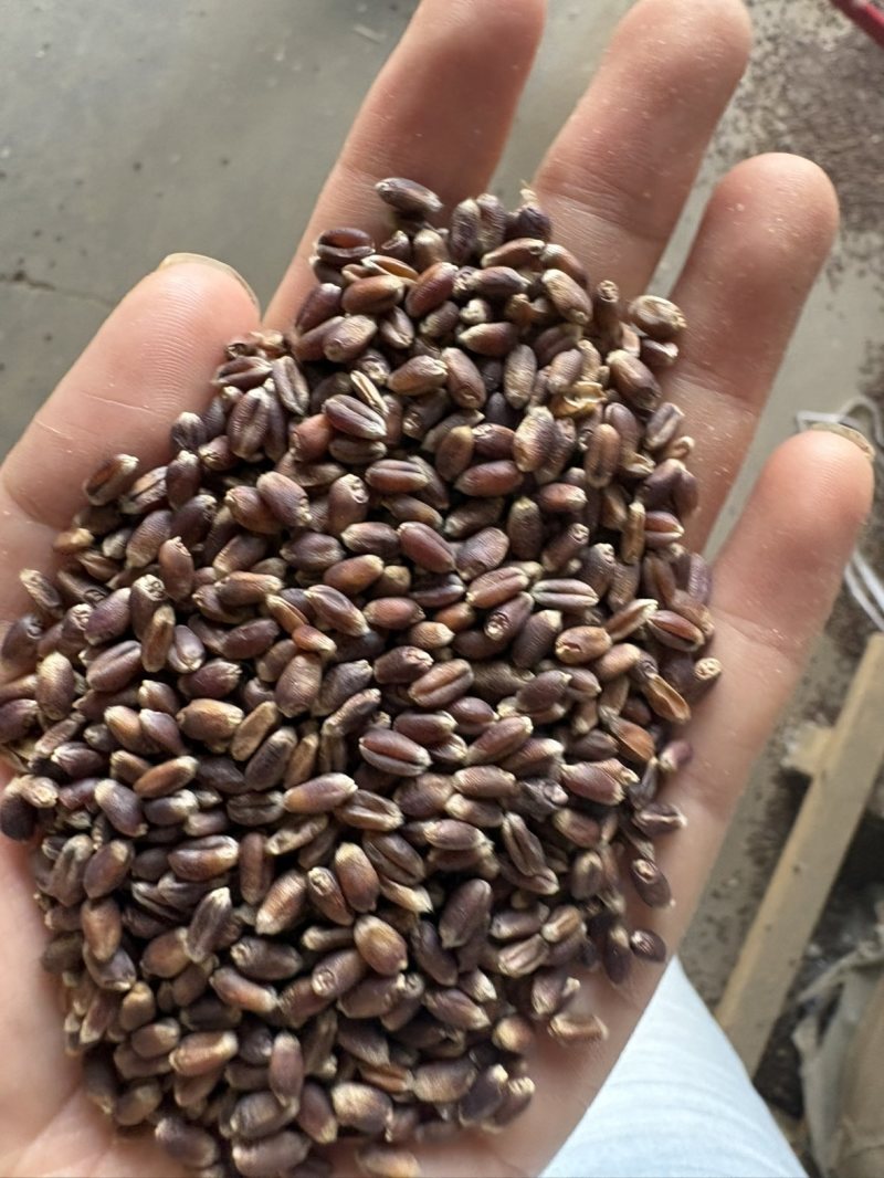 黑麦色选一级货零杂质