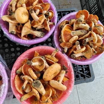 鸡油菌