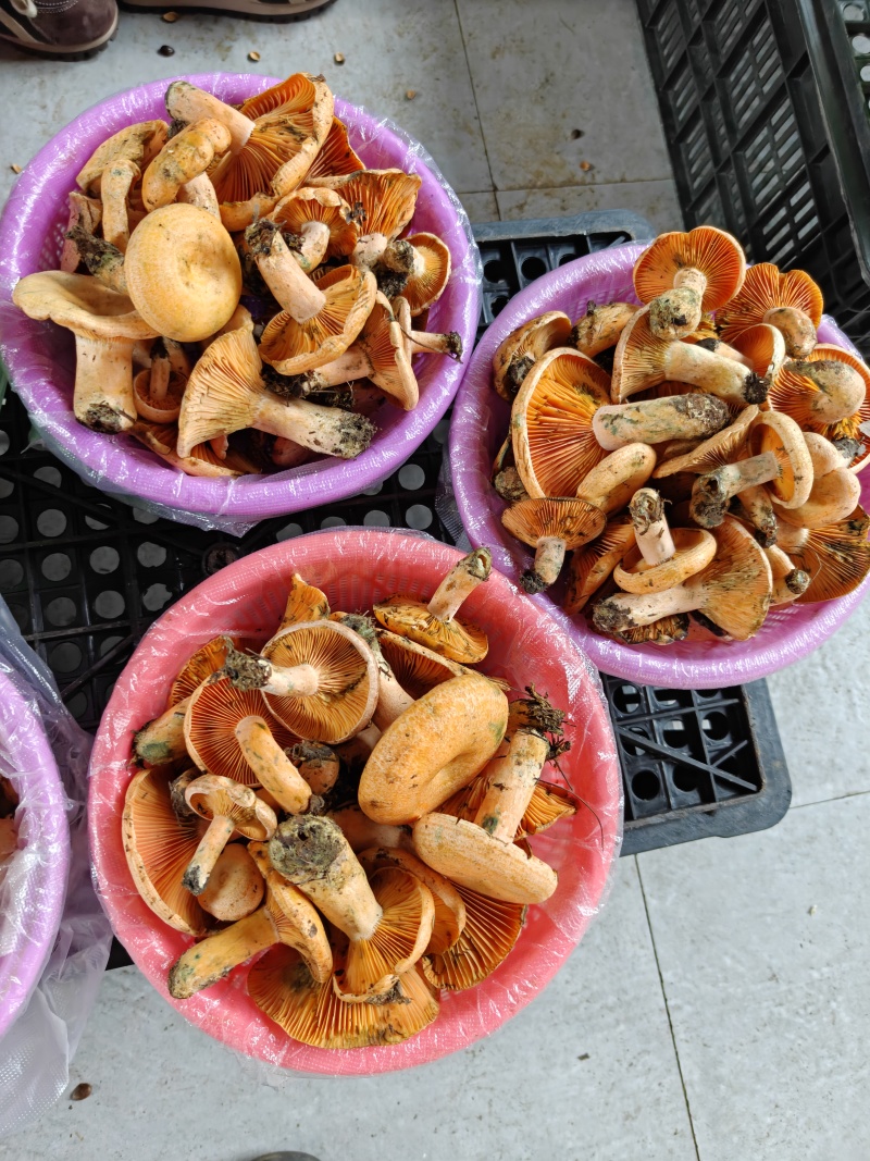 鸡油菌