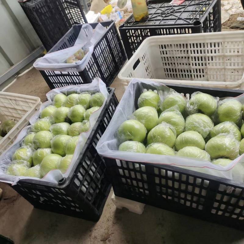 苹果早熟青苹果华硕（规格55-70，原产地直供）、冷库苹