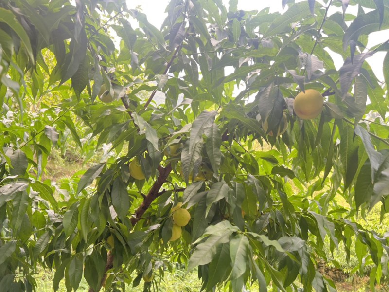 白花山桃白花桃,二两半以上通货;三两以上大果2.2元/