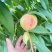 白花山桃白花桃,二两半以上通货;三两以上大果2.2元/