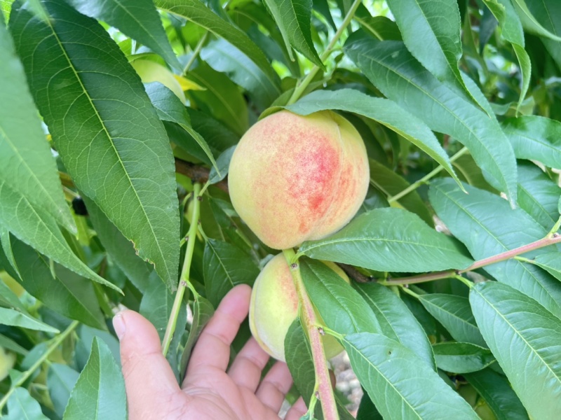 白花山桃白花桃,二两半以上通货;三两以上大果2.2元/
