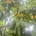 白花山桃白花桃,二两半以上通货;三两以上大果2.2元/