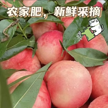 蜜桃早熟水蜜桃，约4-5个桃/斤，当天发货