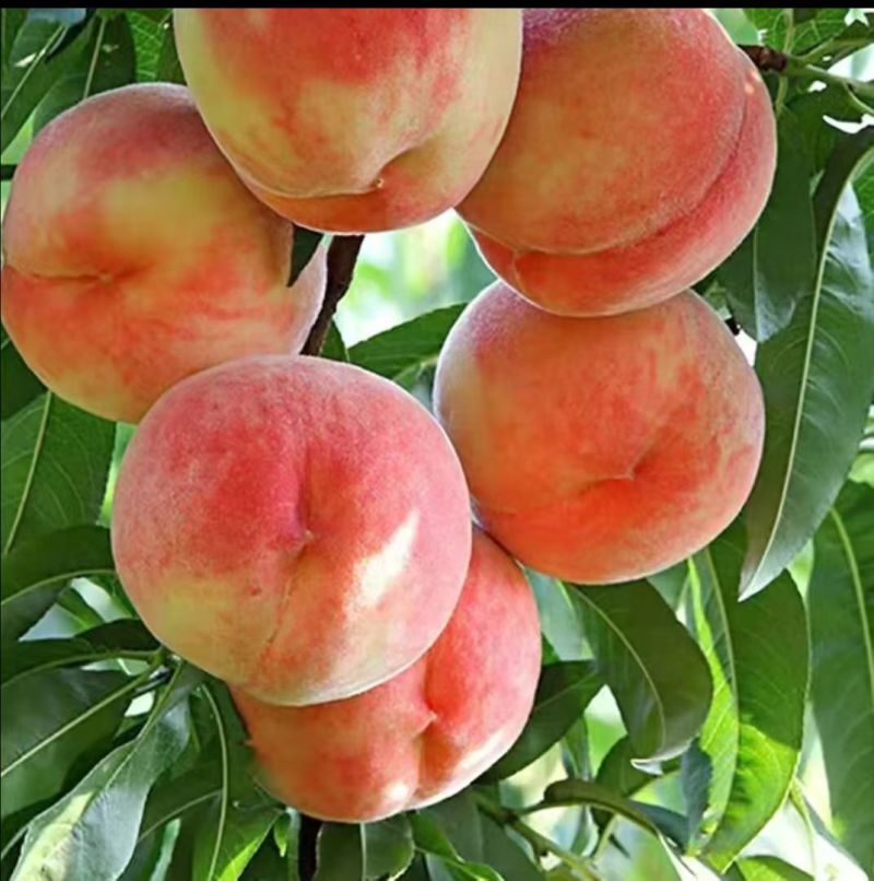 蜜桃早熟水蜜桃，约4-5个桃/斤，当天发货
