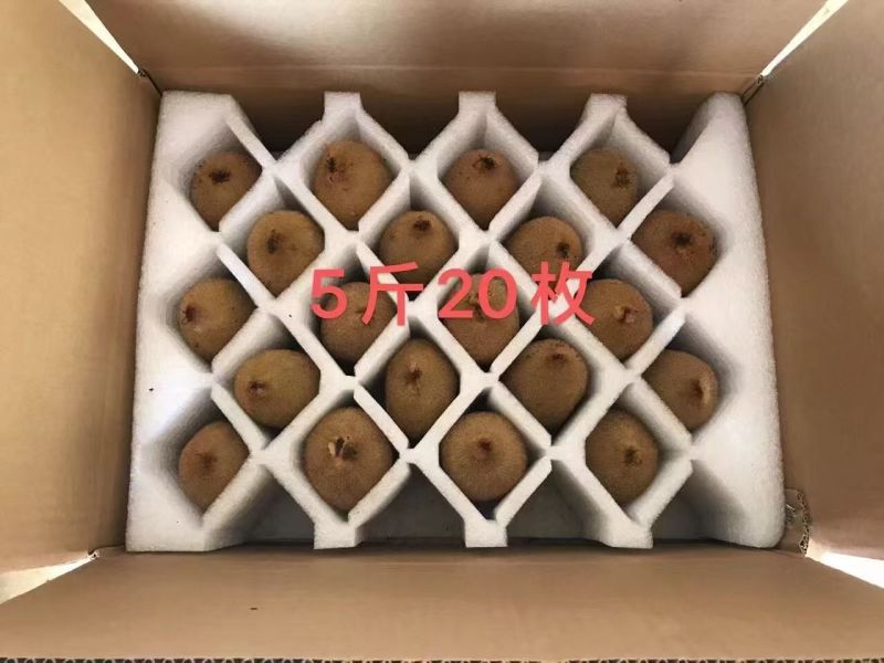 绿心猕猴桃米粮一号