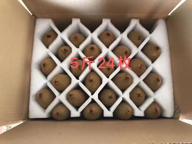 绿心猕猴桃米粮一号