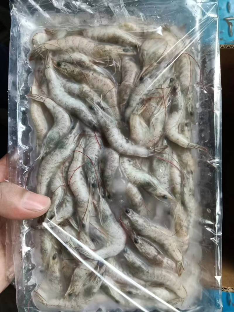 河虾150g*10板/件:4-6号33元/件,6-8号3