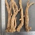 党参中条/0.8-1.2cm/1.2-1.5cm/1.5