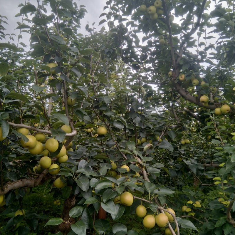 红梨规格一致