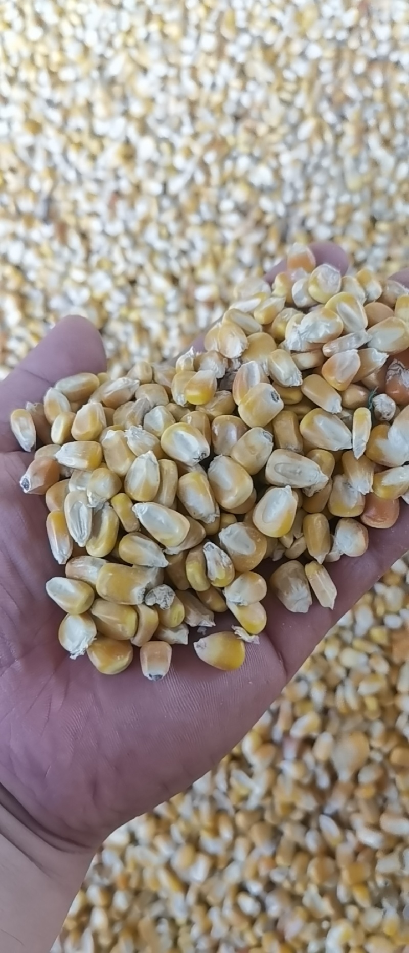 玉米干玉米粒