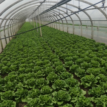 生菜大叶生菜4-7两