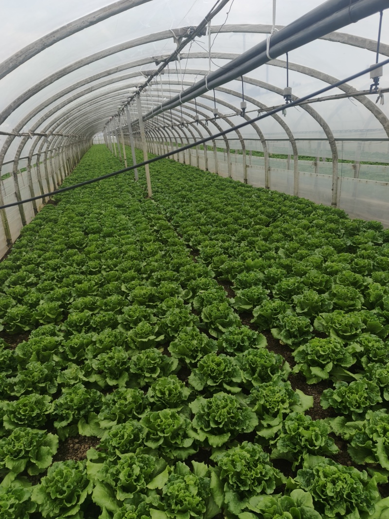 生菜大叶生菜4-7两