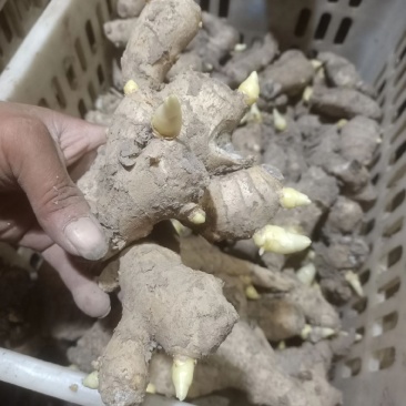 姜种