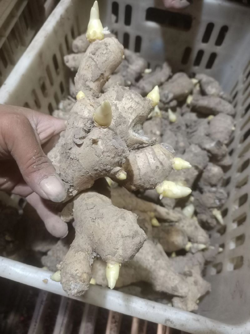 姜种