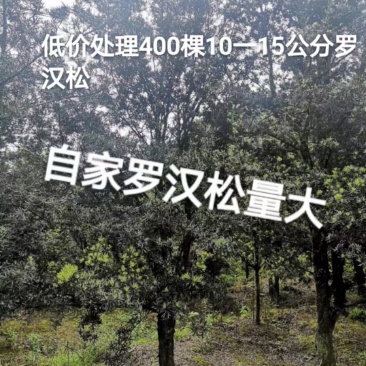 罗汉松高度3米多，冠幅两米多，胸径8-10公分，地苗