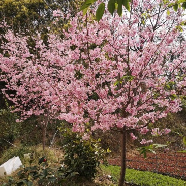 樱花树直径6公分大棵120元/棵；小苗1米高20元/棵