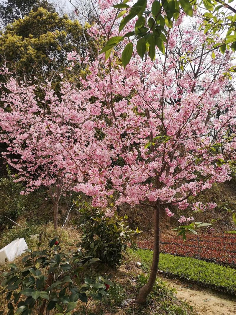 樱花树直径6公分大棵120元/棵；小苗1米高20元/棵