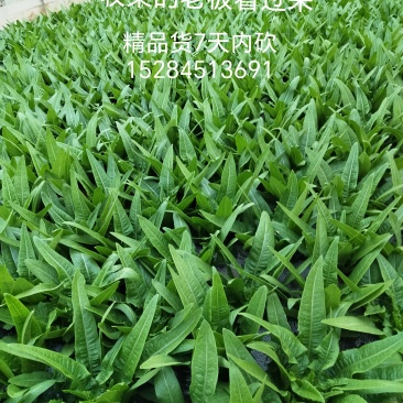 油麦菜
