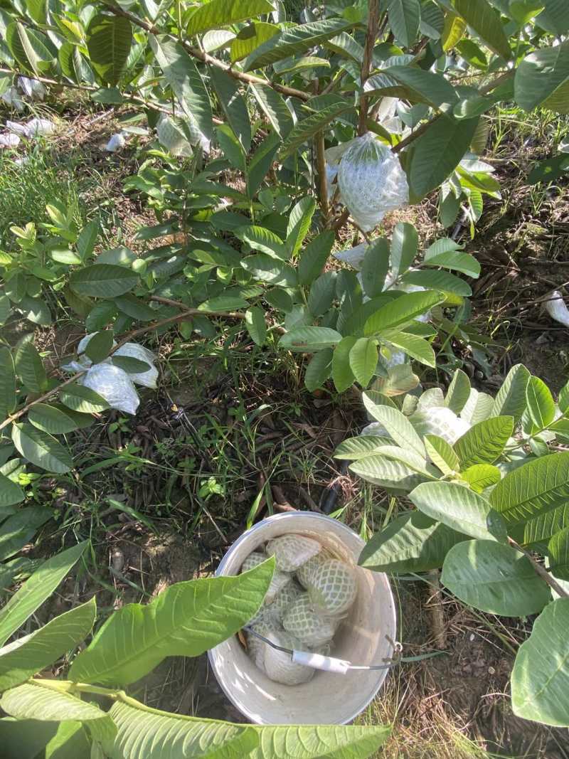 番石榴单果100-500克