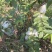 番石榴单果100-500克
