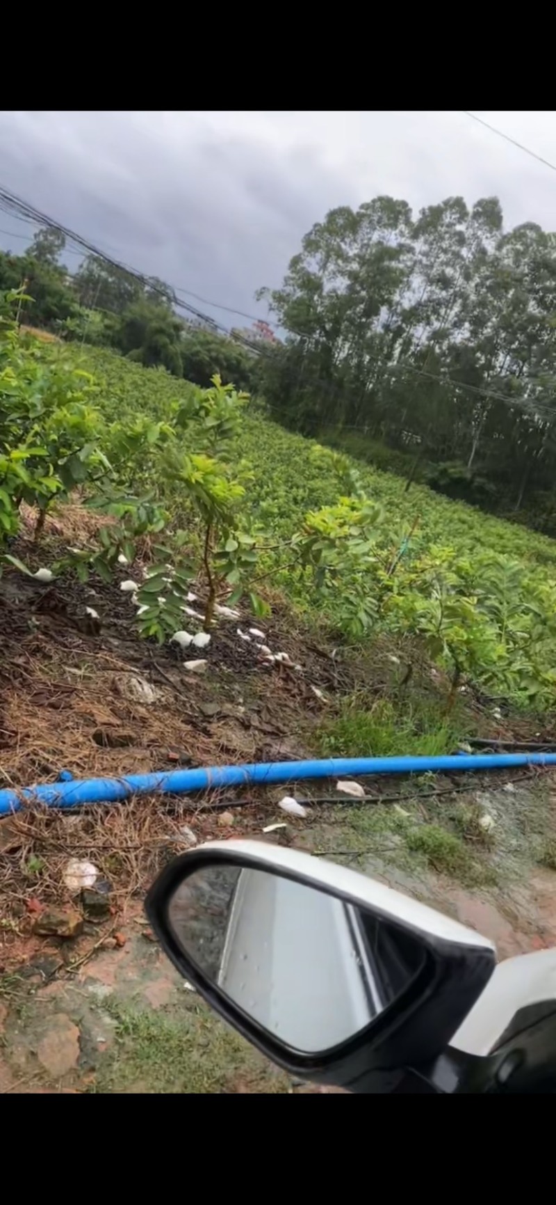 番石榴单果100-500克