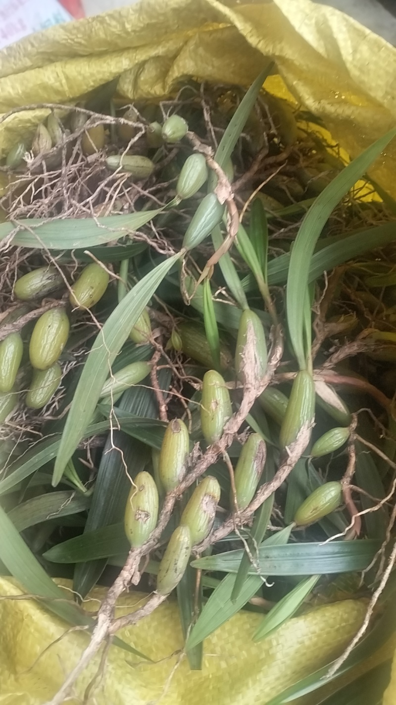 石橄榄双叶小果