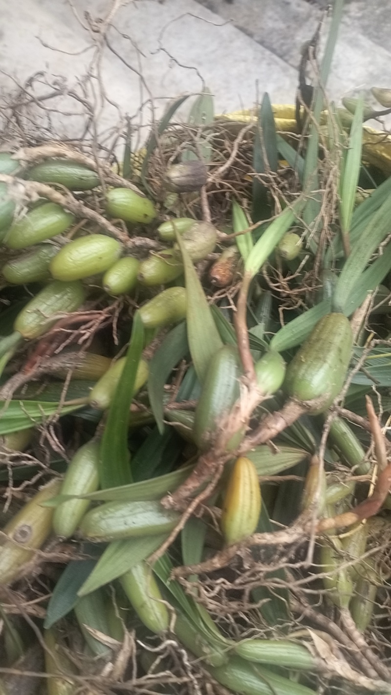 石橄榄双叶小果