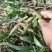 石橄榄双叶小果