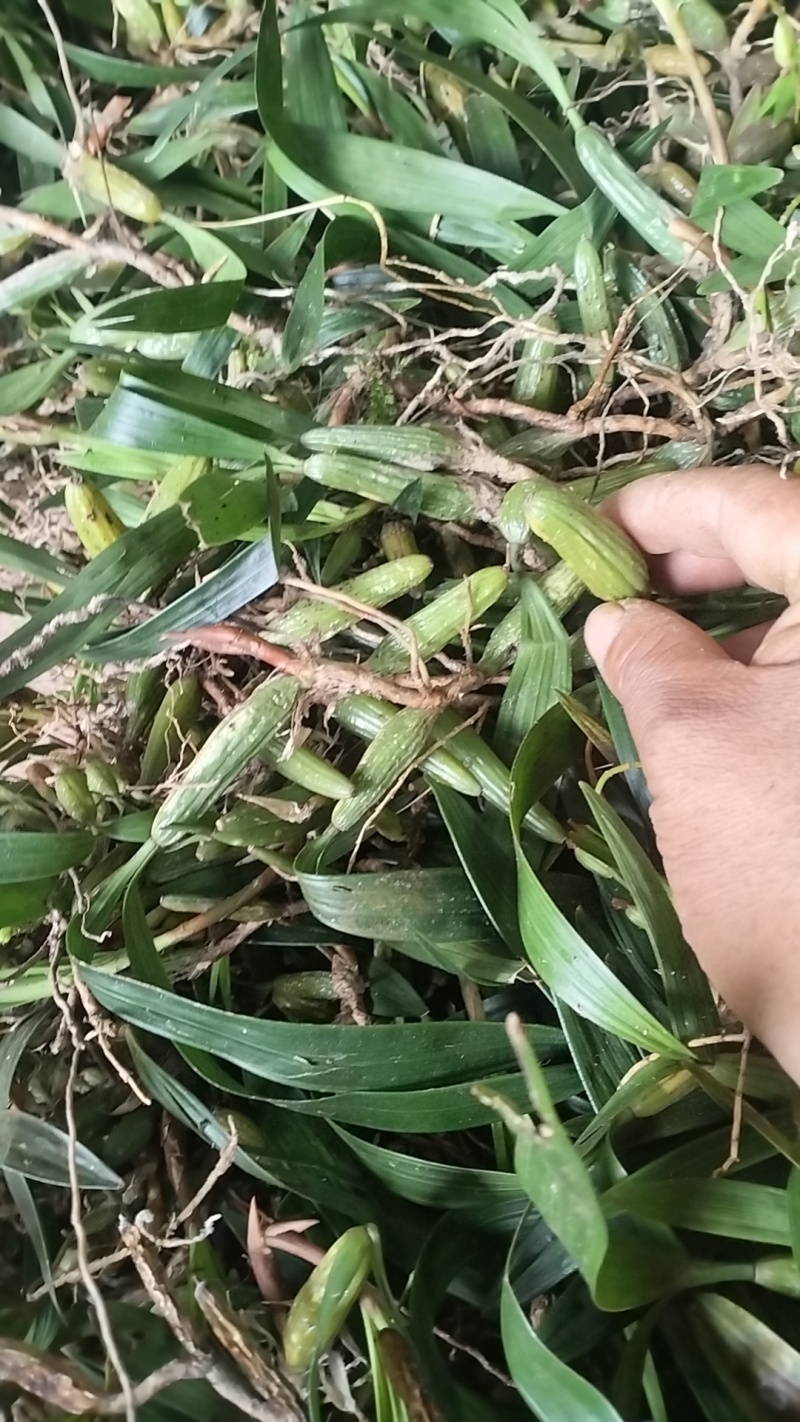 石橄榄双叶小果