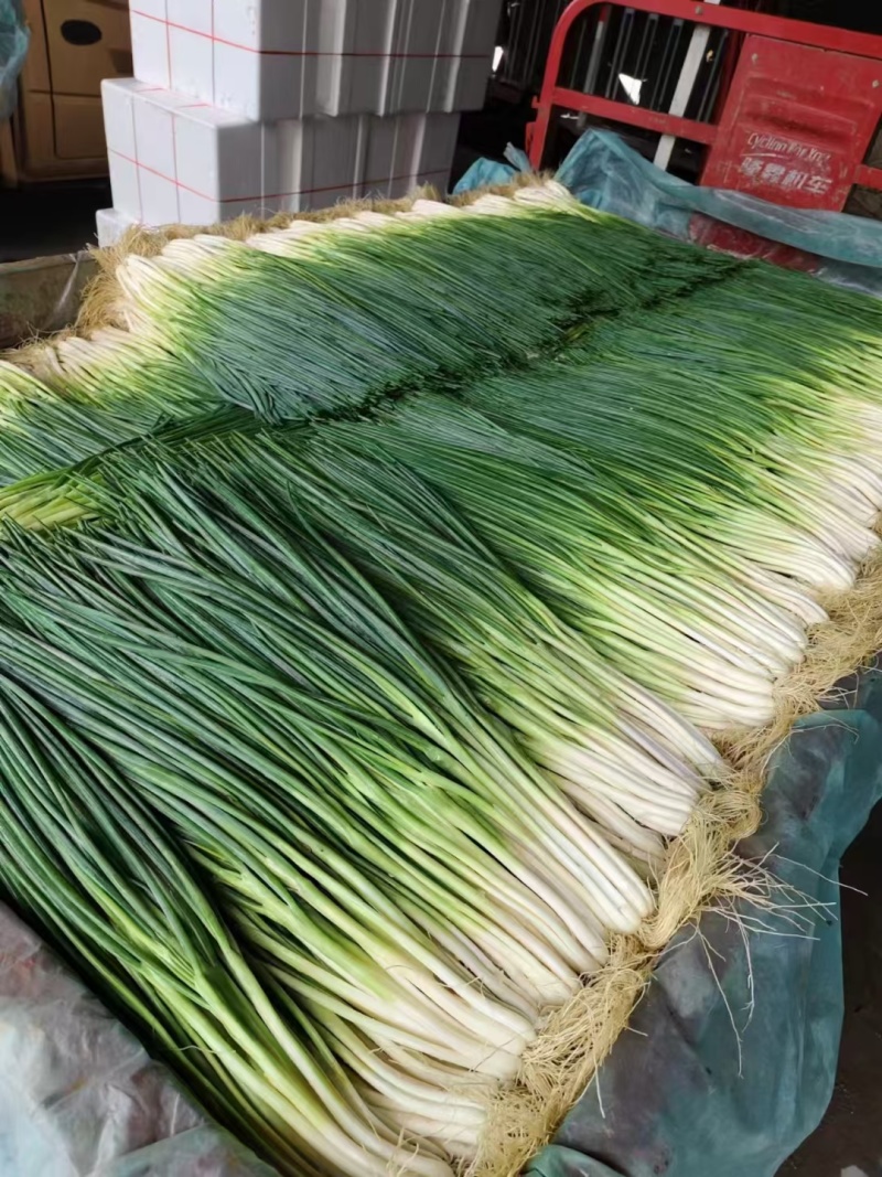小葱2-4两
