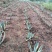 龙舌兰10-15公分高:8元/棵;15-20公分高:15