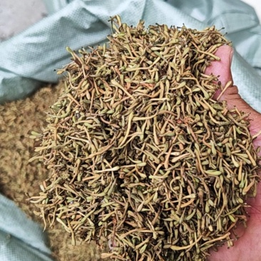 金银花一叶迷/黄金花统货;青色花籽和开花统货20~26