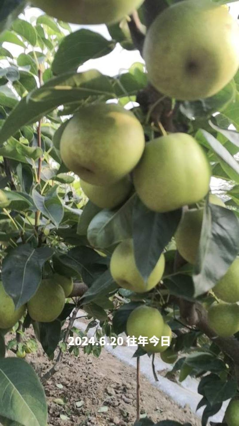 翠冠梨单果4两起步