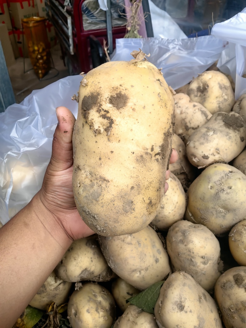 土豆按客户要求