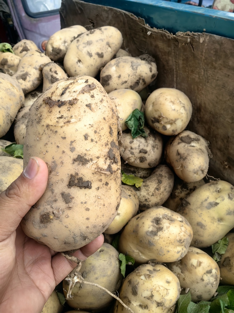 土豆按客户要求