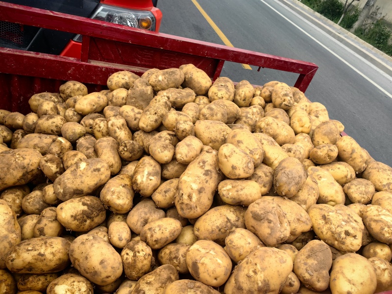 土豆按客户要求