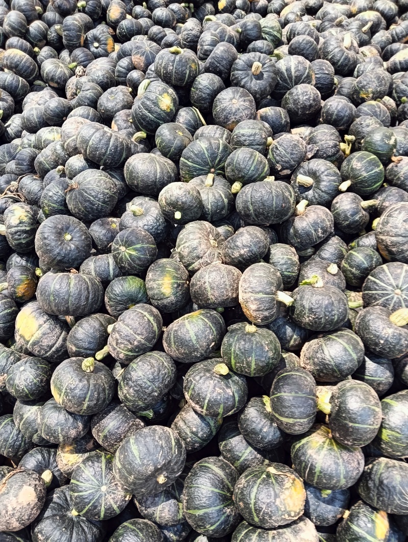 贝贝南瓜6两起步