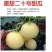 甜瓜苗星甜二十号、玉菇、星甜20、羊角蜜等多种甜瓜苗