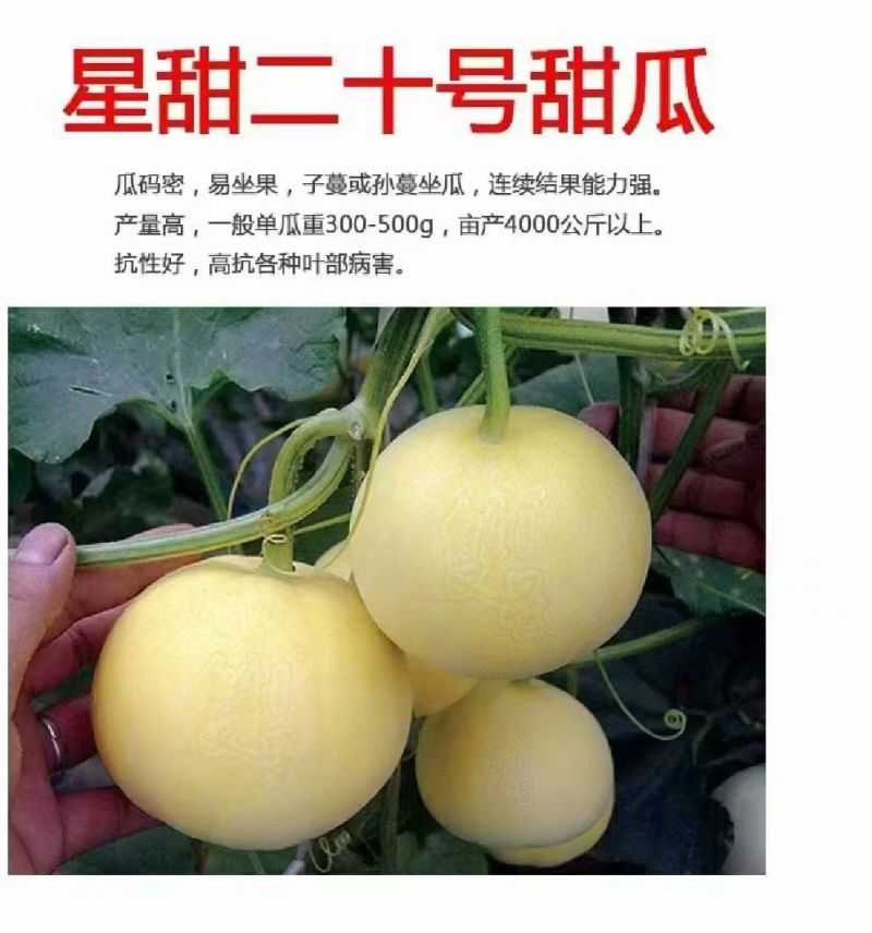 甜瓜苗星甜二十号、玉菇、星甜20、羊角蜜等多种甜瓜苗