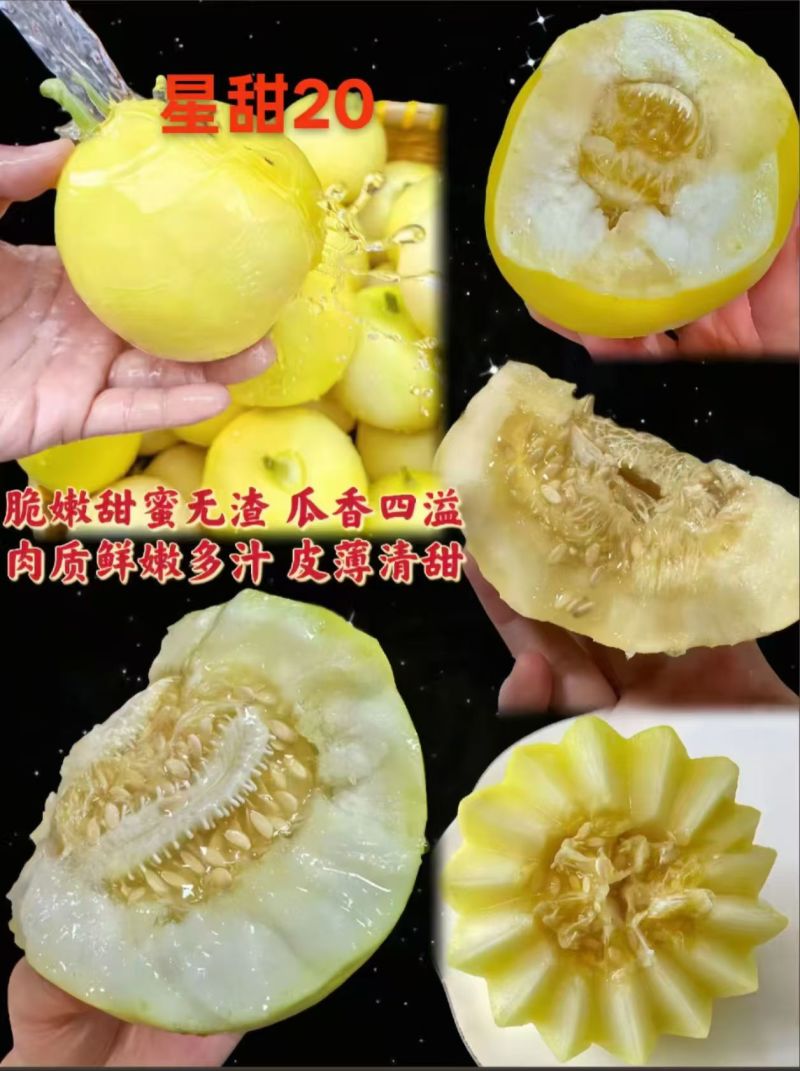 甜瓜苗星甜二十号、玉菇、星甜20、羊角蜜等多种甜瓜苗