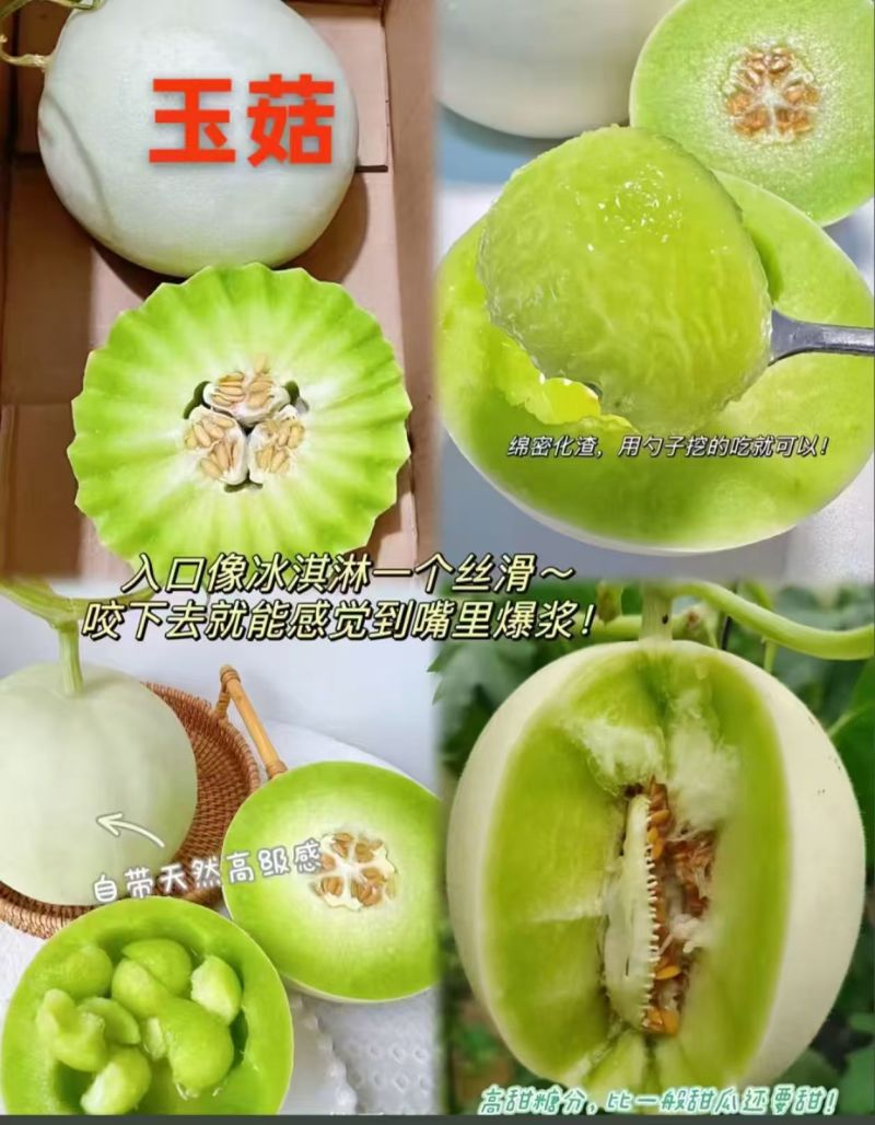 甜瓜苗星甜二十号、玉菇、星甜20、羊角蜜等多种甜瓜苗