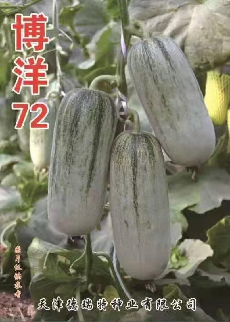 甜瓜苗星甜二十号、玉菇、星甜20、羊角蜜等多种甜瓜苗