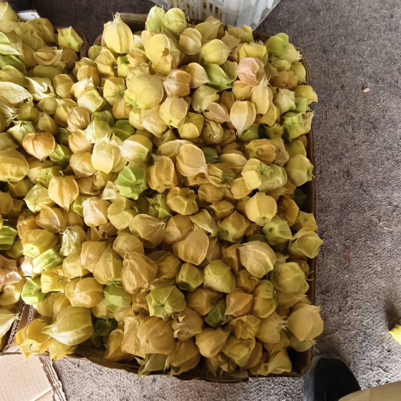 灯笼果一箱30斤左右