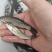 草鱼苗8-10公分/10-15公分