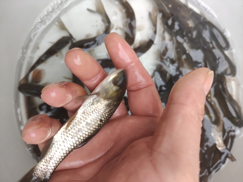 草鱼苗8-10公分/10-15公分