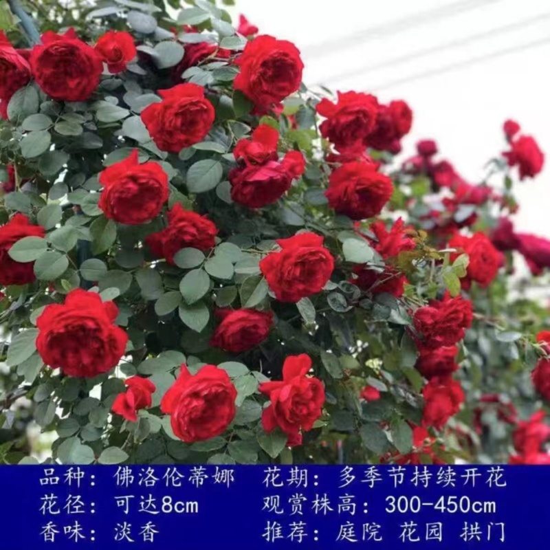 藤本月季苗